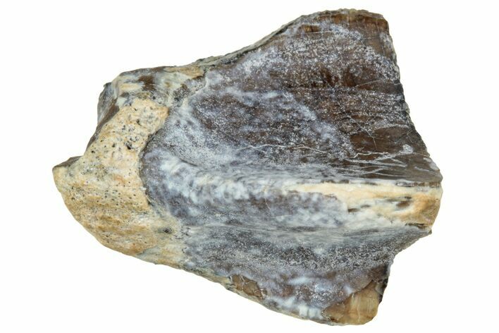 Fossil Dinosaur (Triceratops) Shed Tooth - Montana #324157
